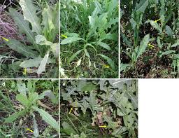 Attēlu rezultāti vaicājumam “Lactuca serriola”