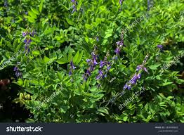Attēlu rezultāti vaicājumam “Galega orientalis leaf”