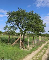 Attēlu rezultāti vaicājumam “Prunus domestica subsp. insitita”