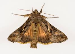 Attēlu rezultāti vaicājumam “Habrosyne pyritoides”