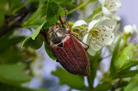 Attēlu rezultāti vaicājumam “Melolontha hippocastani imago”