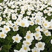 Attēlu rezultāti vaicājumam “Anemone sylvestris bud”