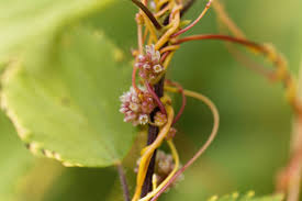 Attēlu rezultāti vaicājumam “Cuscuta europaea flower”
