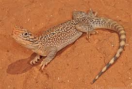 Image result for Central Weald Dragons