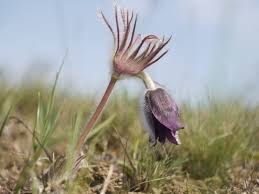 Attēlu rezultāti vaicājumam “Pulsatilla pratensis flower”
