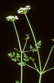 Attēlu rezultāti vaicājumam “Oenanthe aquatica leaf”