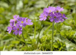 Attēlu rezultāti vaicājumam “Primula farinosa flower”
