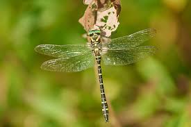 Attēlu rezultāti vaicājumam “Aeshna viridis”