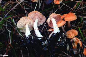 Attēlu rezultāti vaicājumam “Hydnum sp.”