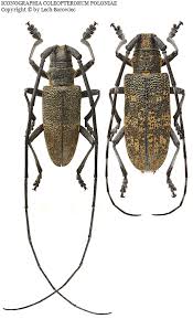 Attēlu rezultāti vaicājumam “Monochamus galloprovincialis”