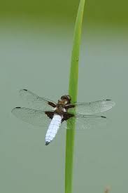 Attēlu rezultāti vaicājumam “Libellula depressa male”