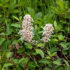 Attēlu rezultāti vaicājumam “Chaenotheca stemonea”