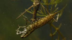 Attēlu rezultāti vaicājumam “Ranatra linearis”