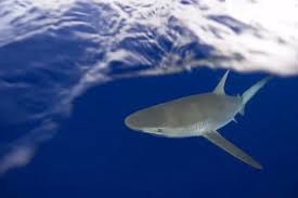 Image result for Carcharhinus galapagensis