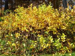 Attēlu rezultāti vaicājumam “Calycanthus floridus”