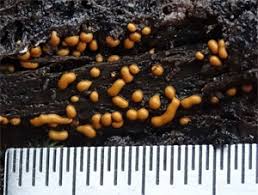 Attēlu rezultāti vaicājumam “Trichia contorta young”