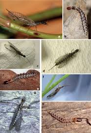 Attēlu rezultāti vaicājumam “Raphidioptera imago”