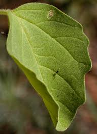 Attēlu rezultāti vaicājumam “Physarum xanthinum sessile”