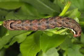 Attēlu rezultāti vaicājumam “Lithomoia solidaginis”