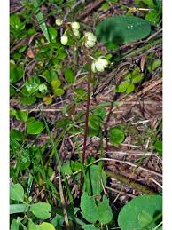 Attēlu rezultāti vaicājumam “Pyrola chlorantha”