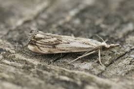 Attēlu rezultāti vaicājumam “Catoptria falsella”