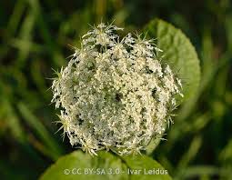 Image result for Daucus carota