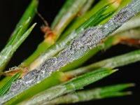 Attēlu rezultāti vaicājumam “Schizolachnus pineti”