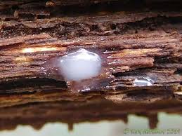 Attēlu rezultāti vaicājumam “Heterotrichia obvelata (syn. Arcyria obvelata)”