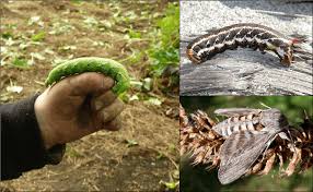 Attēlu rezultāti vaicājumam “Agrius convolvuli”