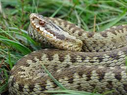 Attēlu rezultāti vaicājumam “Vipera berus”