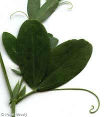 Attēlu rezultāti vaicājumam “Lathyrus tuberosus leaf”