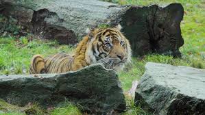 Afbeeldingsresultaat voor tijgers