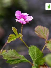 Attēlu rezultāti vaicājumam “Rubus arcticus”