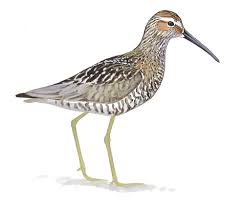Image result for Calidris himantopus