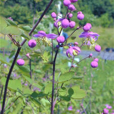 Attēlu rezultāti vaicājumam “Thalictrum”