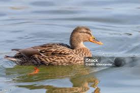 Attēlu rezultāti vaicājumam “Anas platyrhynchos female”