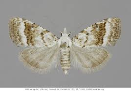 Attēlu rezultāti vaicājumam “Nola aerugula”