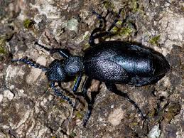 Attēlu rezultāti vaicājumam “Meloidae”