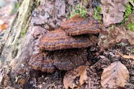 Attēlu rezultāti vaicājumam “Ischnoderma benzoinum”