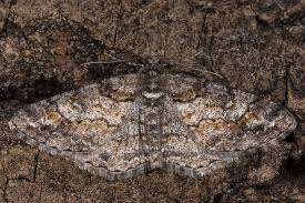 Attēlu rezultāti vaicājumam “Cleora cinctaria”