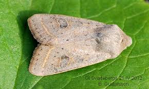 Attēlu rezultāti vaicājumam “Orthosia gracilis”