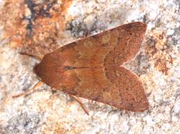 Attēlu rezultāti vaicājumam “Agrochola helvola”