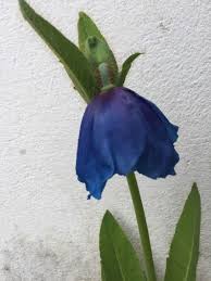 Image result for Scheinmohn blau