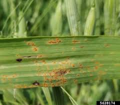 Attēlu rezultāti vaicājumam “Puccinia coronata”