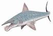 Eugeneodontida - Wikipedia, the free encyclopedia