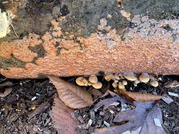 Attēlu rezultāti vaicājumam “Phlebia radiata”