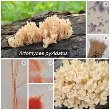 Attēlu rezultāti vaicājumam “Clavicorona pyxidata”