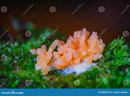 Attēlu rezultāti vaicājumam “Tubifera ferruginosa (subsp. ferruginosa)”