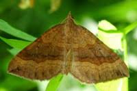 Attēlu rezultāti vaicājumam “Scotopteryx chenopodiata”