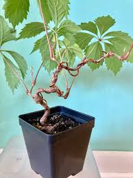Image result for parthenocissus bonsai